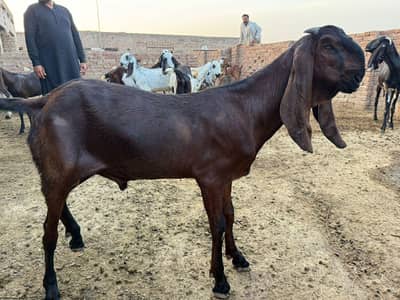 Qurbani K Bakre