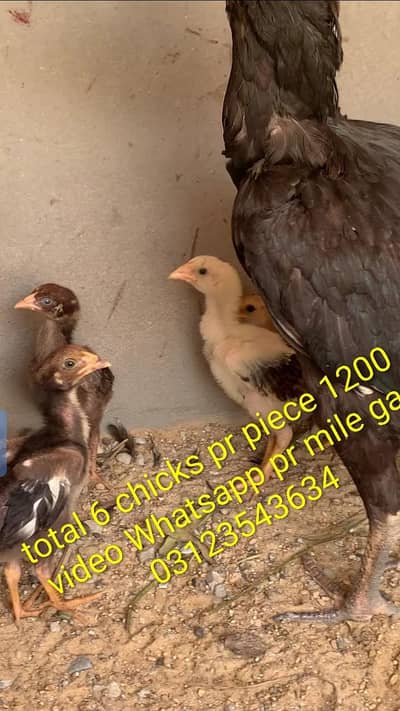 Black sindhi chicks available for sale contact [03123543634]