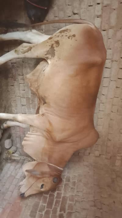 Bachra for sale.