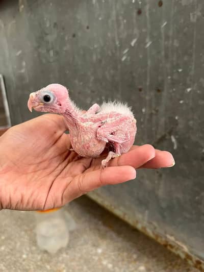 Cocktail Handfeed Chick For Sale