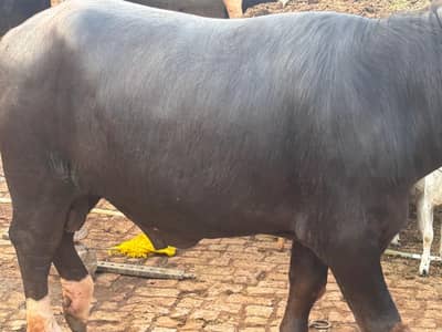 Desi Katta for sale Qurbani 2026 - buffalo