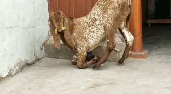 Makkah chini Bakra Urgent For Sale _03258956386