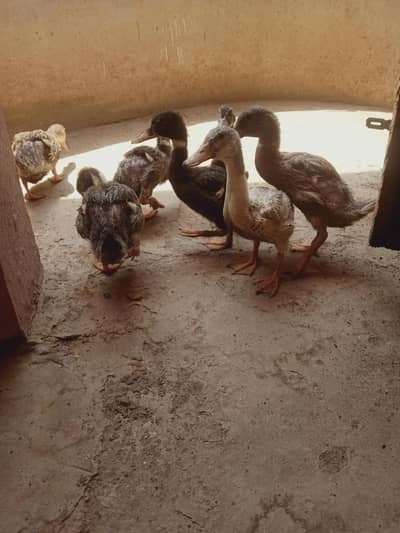 Healthy Runner ducks, urgent to sale,
