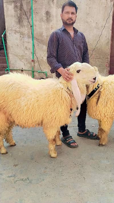 sheep