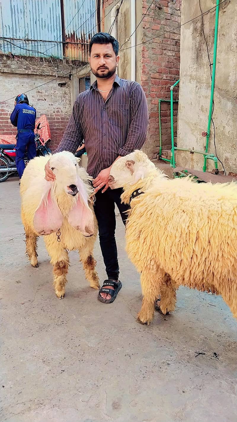 sheep 1