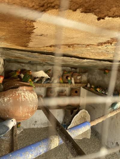 love bird colony for sale