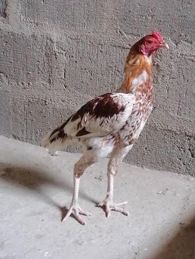 murga bangi