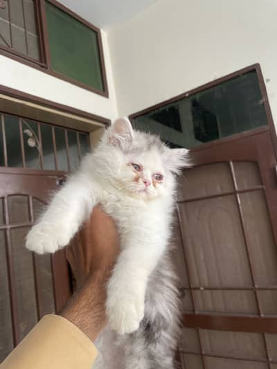 Extreme quality peki face kitten up for sale!