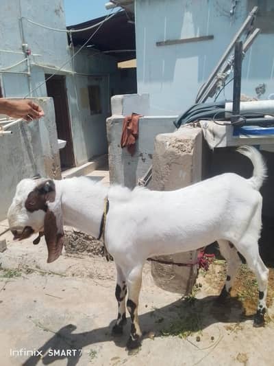 Qurbani 03368342951