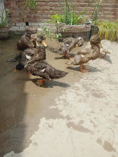 Healthy desi ducklings, urgent to sale,