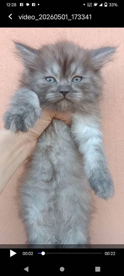 active playfull litter triple coated
