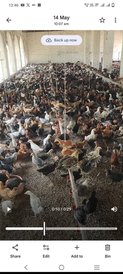 golden misri healthy chicks available in sahiwal