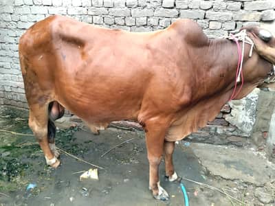 Sahiwali Bull /desi Bachra /donda wacha|Qurbani 2026 /pure bulls