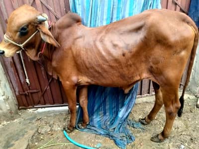 Sahiwali Bull /desi Bachra /donda wacha|Qurbani 2026 /pure bulls