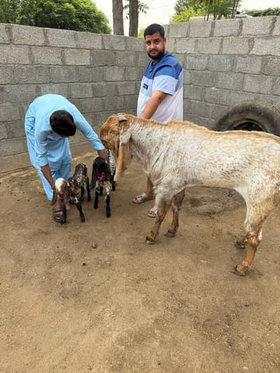 Makhi Cheeni goat | Goat | bakra | Breader bakra  | bakry | بکرا