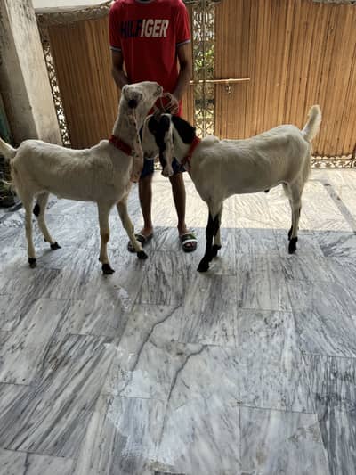 Qurbani k bakry