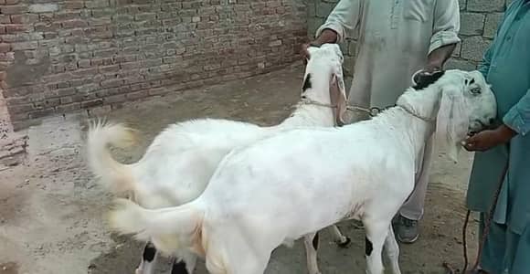 goats