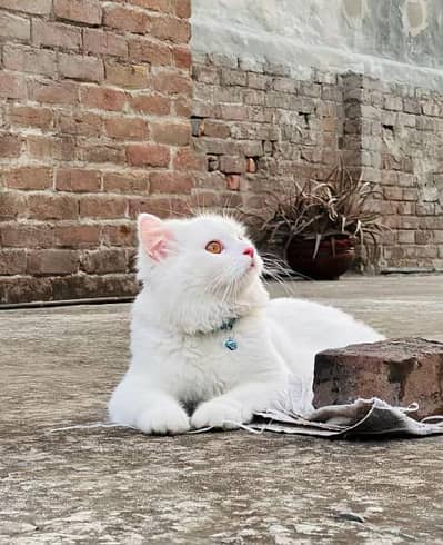 Persian cat for my sale my Watsap Number 0346*4645653