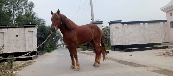 Perchnal Male Horse for Sale | 76 Inches Height | Healthy 03026910197