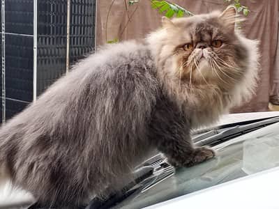 Persian male