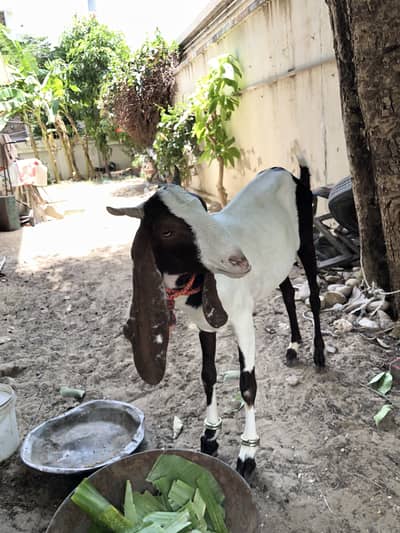 Bakra for sale