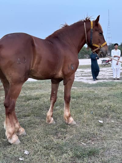 Perchnal Male Horse for Sale | 76 Inches Height | Healthy 03026910197