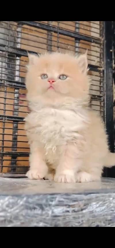 Quality Persian Punchface cat & kitten. moreWhatsApp 03233614642