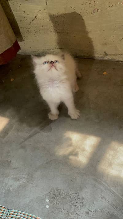 Himalayan baby kitten,male,55 days age
