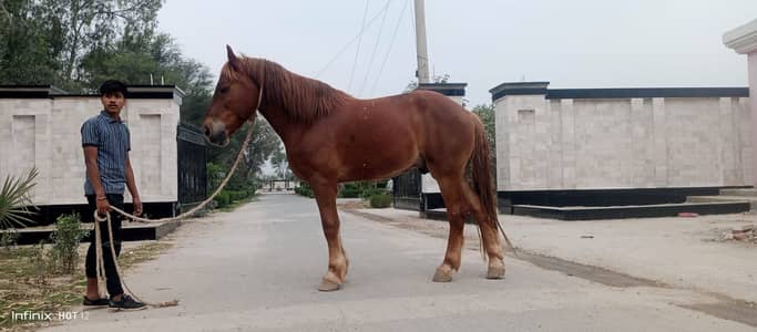 Perchnal Male Horse for Sale | 76 Inches Height | Healthy 03026910197