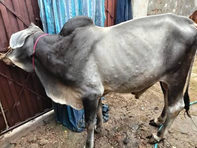 Sahiwali Bull /desi Bachra /donda wacha|Qurbani 2026 /pure bulls