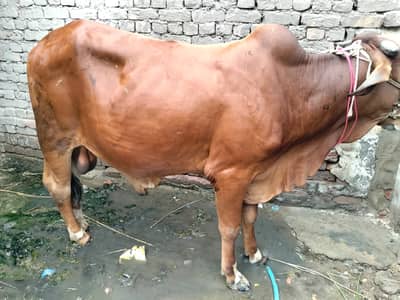 Sahiwali Bull /desi Bachra /donda wacha|Qurbani 2026 /pure bulls