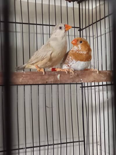 Exhibition Orange finch pair