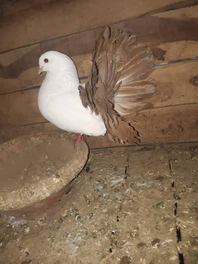 pigeon for sell