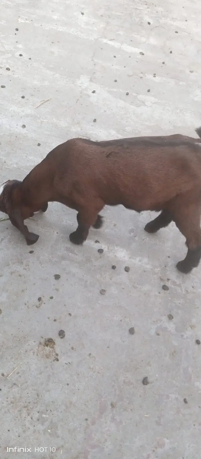 Doodh Wali Bakri — photo 4