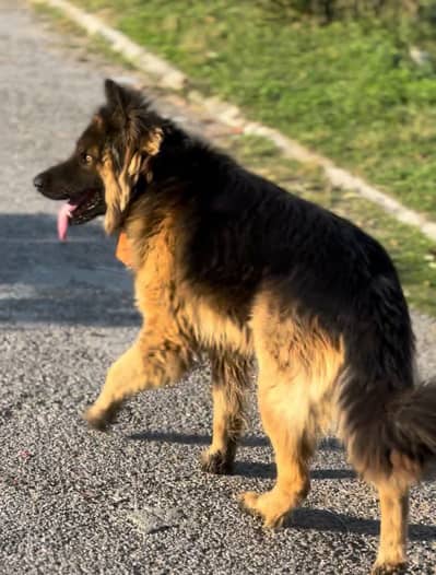 German shepherd pure breed
