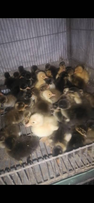 Khaki campbell duck chicks