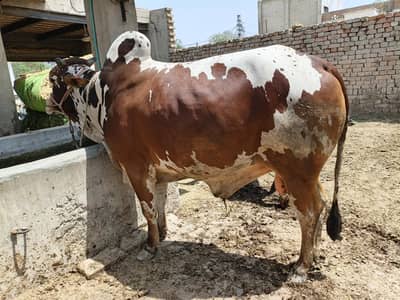 Bull for Qurbani 2026