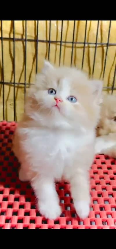 Quality Persian Punchface cat & kitten. moreWhatsApp 03233614642