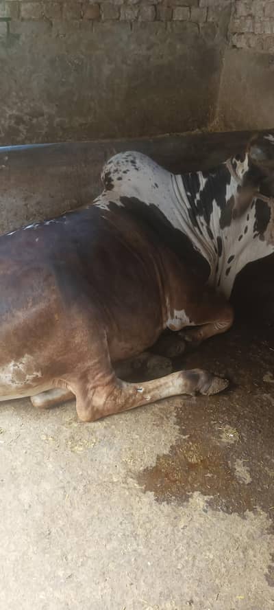 qurbani bulls donda for sale at cheap rate03006109886