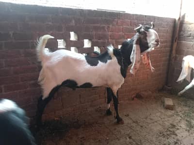 Qurbani 2026