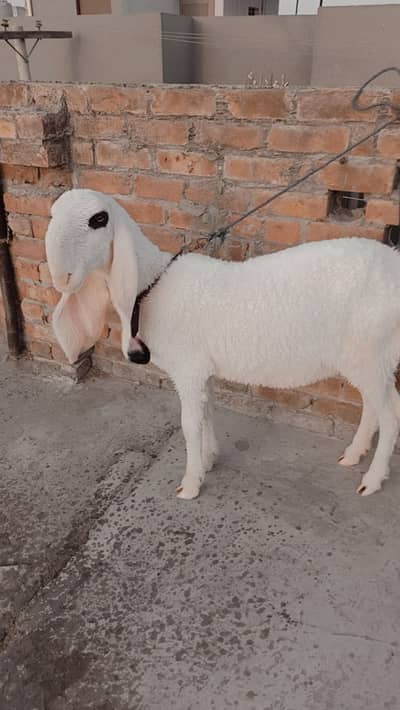 Pure Kajla chatra| sheep |desi Goat| Qurbani 2026 |kajla |بکرا |mudra