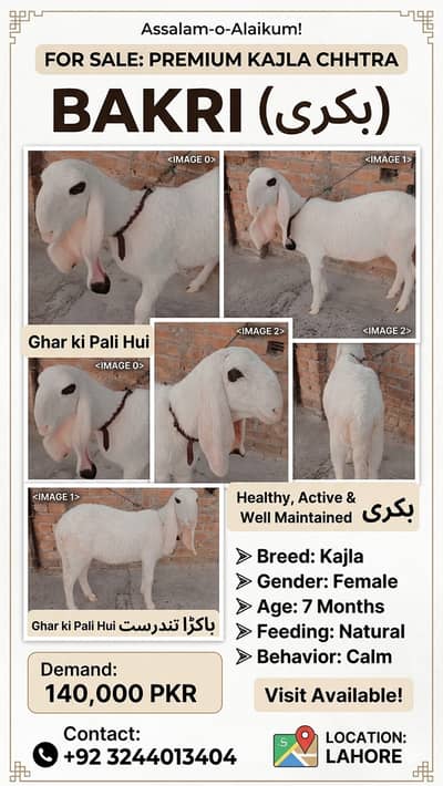 Pure Kajla chatra| sheep |desi Goat| Qurbani 2026 |kajla |بکرا |mudra