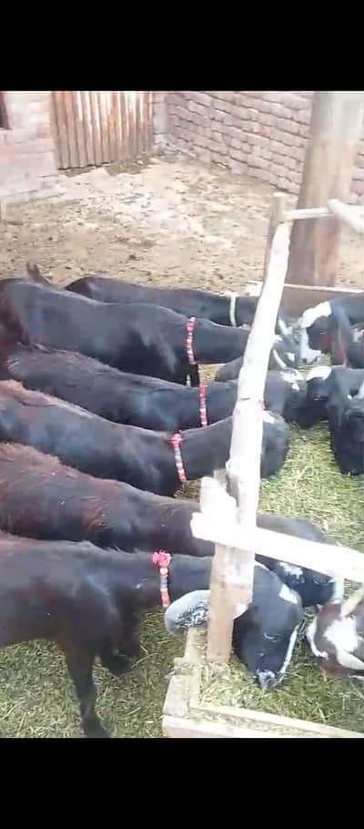 barki for sale