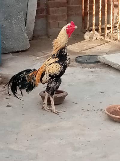 aseel murga