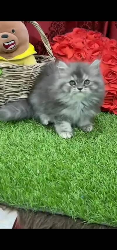 Quality Persian Punchface cat & kitten. moreWhatsApp 03233614642
