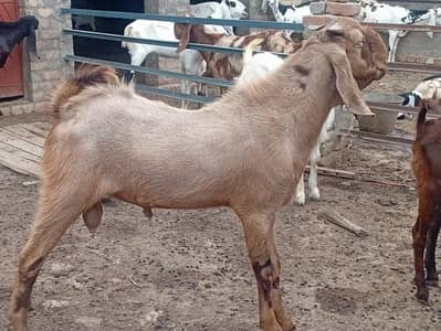 qurbani k liya bakry available in different prices.  70k to 130k
