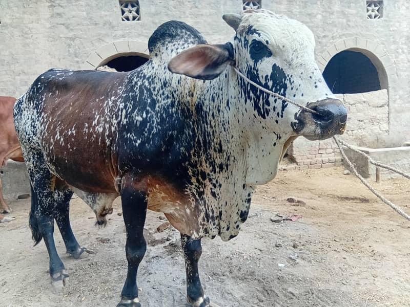 ماشااللہ خوبصورت چترا بچھڑا برائے فروخت | 34 ماہ | 4-5 من وزن 0