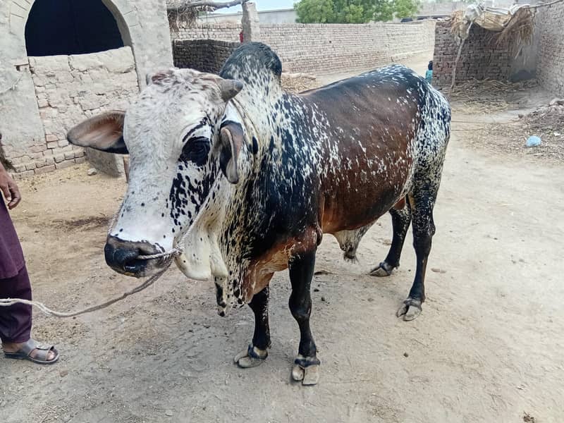 ماشااللہ خوبصورت چترا بچھڑا برائے فروخت | 34 ماہ | 4-5 من وزن 1