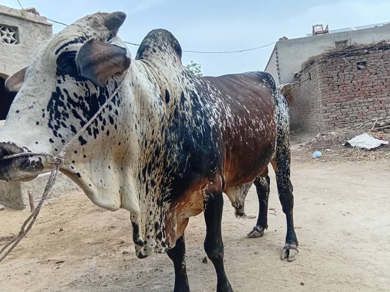 ماشااللہ خوبصورت چترا بچھڑا برائے فروخت | 34 ماہ | 4-5 من وزن 2