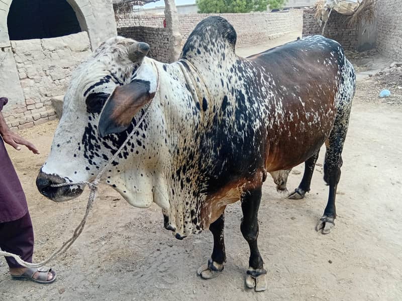 ماشااللہ خوبصورت چترا بچھڑا برائے فروخت | 34 ماہ | 4-5 من وزن 3